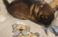 Pink Collar Female , a female German Shepherd Dog for sale in Dallas, TX – Photo 5 of 10