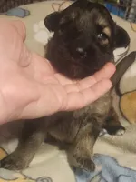 Pink Collar Female , a female German Shepherd Dog for sale in Dallas, TX – Photo 8 of 10