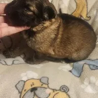 Pink Collar Female , a female German Shepherd Dog for sale in Dallas, TX – Photo 2 of 10