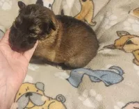 Pink Collar Female , a female German Shepherd Dog for sale in Dallas, TX – Photo 4 of 10