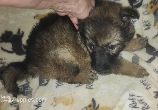Pink Collar Female  – German Shepherd Dog puppy for sale in Dallas, TX