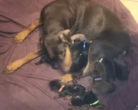 Black w Mahogany MALE, a male Doberman Pinscher for sale in Dallas, TX – 6 of 6