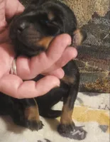 Green Collar Female, a female Doberman Pinscher for sale in Dallas, TX – 2 of 8