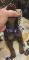 Purple Collar (Red) Female, a female Doberman Pinscher for sale in Dallas, TX – 5 of 9