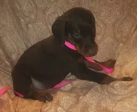Pink Collar Female, a female Doberman Pinscher for sale in Dallas, TX – 6 of 10