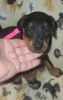 Lt PINK Collar Female, a female Doberman Pinscher for sale in Dallas, TX – 3 of 9