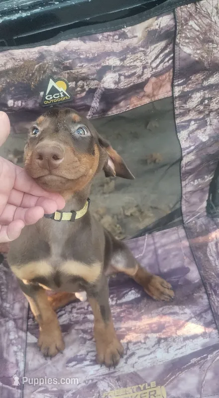 Red Male – Doberman Pinscher puppy for sale in Dallas, TX