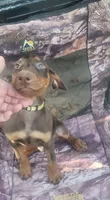 Red Male, a male Doberman Pinscher for sale in Dallas, TX – 1 of 5