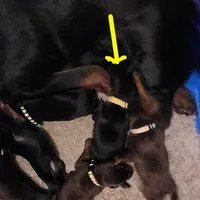 Betty, a female Doberman Pinscher for sale in Dallas, TX – Photo 8 of 10