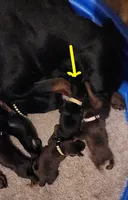 Betty, a female Doberman Pinscher for sale in Dallas, TX – Photo 8 of 10