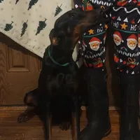 Betty, a female Doberman Pinscher for sale in Dallas, TX – Photo 4 of 10