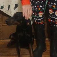 Betty, a female Doberman Pinscher for sale in Dallas, TX – Photo 2 of 10