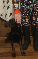 Betty, a female Doberman Pinscher for sale in Dallas, TX – Photo 2 of 10