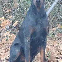 Betty, a female Doberman Pinscher for sale in Dallas, TX – Photo 7 of 10