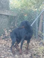 Betty, a female Doberman Pinscher for sale in Dallas, TX – Photo 10 of 10