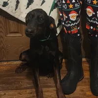 Betty, a female Doberman Pinscher for sale in Dallas, TX – Photo 1 of 10