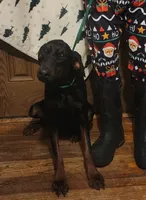 Betty, a female Doberman Pinscher for sale in Dallas, TX – Photo 1 of 10