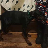 Betty, a female Doberman Pinscher for sale in Dallas, TX – Photo 3 of 10