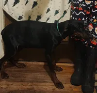 Betty, a female Doberman Pinscher for sale in Dallas, TX – Photo 3 of 10