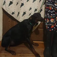 Betty, a female Doberman Pinscher for sale in Dallas, TX – Photo 5 of 10