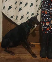 Betty, a female Doberman Pinscher for sale in Dallas, TX – Photo 5 of 10