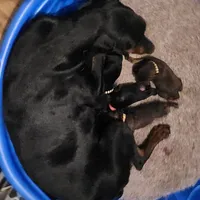 Betty, a female Doberman Pinscher for sale in Dallas, TX – Photo 6 of 10