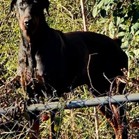 Betty, a female Doberman Pinscher for sale in Dallas, TX – Photo 9 of 10