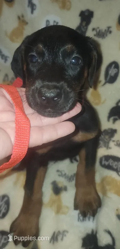 Red Collar Female – Doberman Pinscher puppy for sale in Dallas, TX