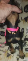 Lt PINK Collar Female, a female Doberman Pinscher for sale in Dallas, TX – 4 of 9