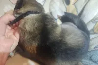 Black Collar Silver Sable Male, a male German Shepherd Dog for sale in Dallas, TX – Photo 8 of 10