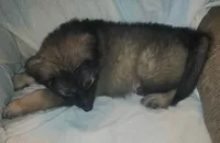 CHEWBACCA💜, a male German Shepherd Dog for sale in Dallas, TX – Photo 4 of 8