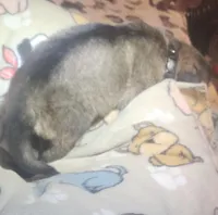 Black Collar Silver Sable Male, a male German Shepherd Dog for sale in Dallas, TX – Photo 7 of 10