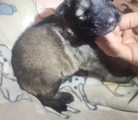 Black Collar Silver Sable Male, a male German Shepherd Dog for sale in Dallas, TX – Photo 2 of 10