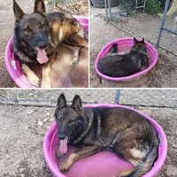 CHEWBACCA💜, a male German Shepherd Dog for sale in Dallas, TX – Photo 8 of 8