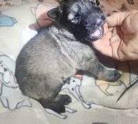 Black Collar Silver Sable Male, a male German Shepherd Dog for sale in Dallas, TX – Photo 4 of 10