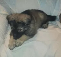 CHEWBACCA💜, a male German Shepherd Dog for sale in Dallas, TX – Photo 6 of 8