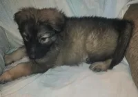 CHEWBACCA💜, a male German Shepherd Dog for sale in Dallas, TX – Photo 5 of 8