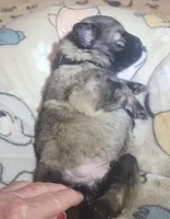 Black Collar Silver Sable Male, a male German Shepherd Dog for sale in Dallas, TX – Photo 10 of 10