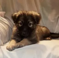 CHEWBACCA💜, a male German Shepherd Dog for sale in Dallas, TX – Photo 3 of 8