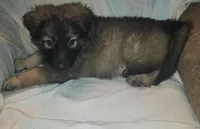 CHEWBACCA💜, a male German Shepherd Dog for sale in Dallas, TX – Photo 2 of 8