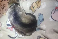 Black Collar Silver Sable Male, a male German Shepherd Dog for sale in Dallas, TX – Photo 9 of 10