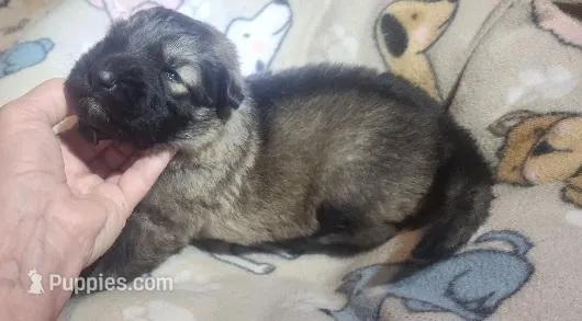 Black Collar Silver Sable Male