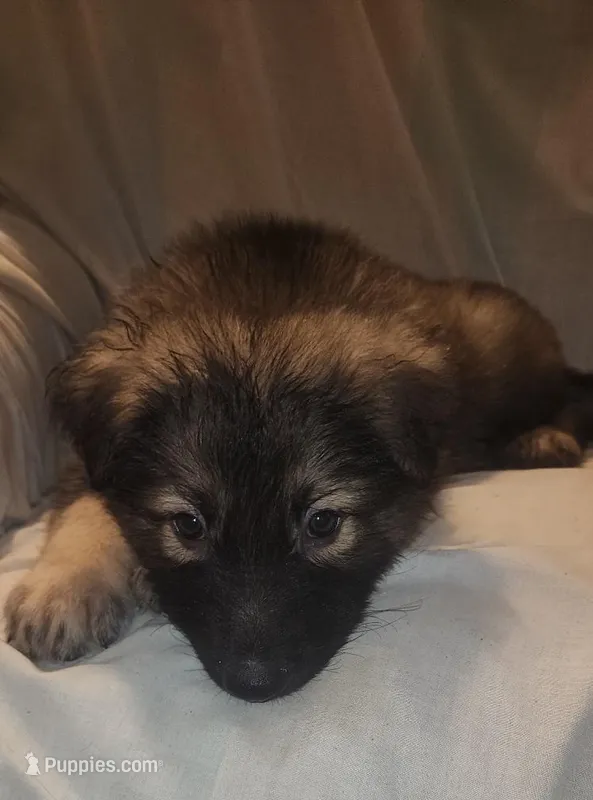 CHEWBACCA💜 – German Shepherd Dog puppy for sale in Dallas, TX