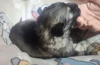 Black Collar Silver Sable Male, a male German Shepherd Dog for sale in Dallas, TX – Photo 3 of 10