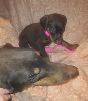 Pink Collar Female, a female Doberman Pinscher for sale in Dallas, TX – 5 of 10