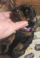 PLUM Collar (Black) Female , a female Doberman Pinscher for sale in Dallas, TX – 2 of 7