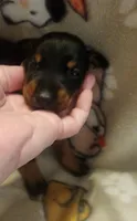 Lt PINK Collar Female, a female Doberman Pinscher for sale in Dallas, TX – 7 of 9