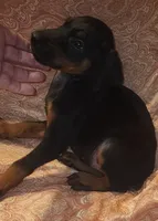 Black w Mahogany MALE, a male Doberman Pinscher for sale in Dallas, TX – 4 of 6
