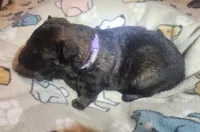 Lilac Collar Male, a male German Shepherd Dog for sale in Dallas, TX – Photo 4 of 10