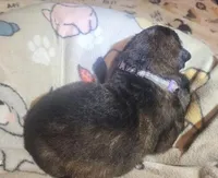 Lilac Collar Male, a male German Shepherd Dog for sale in Dallas, TX – Photo 5 of 10